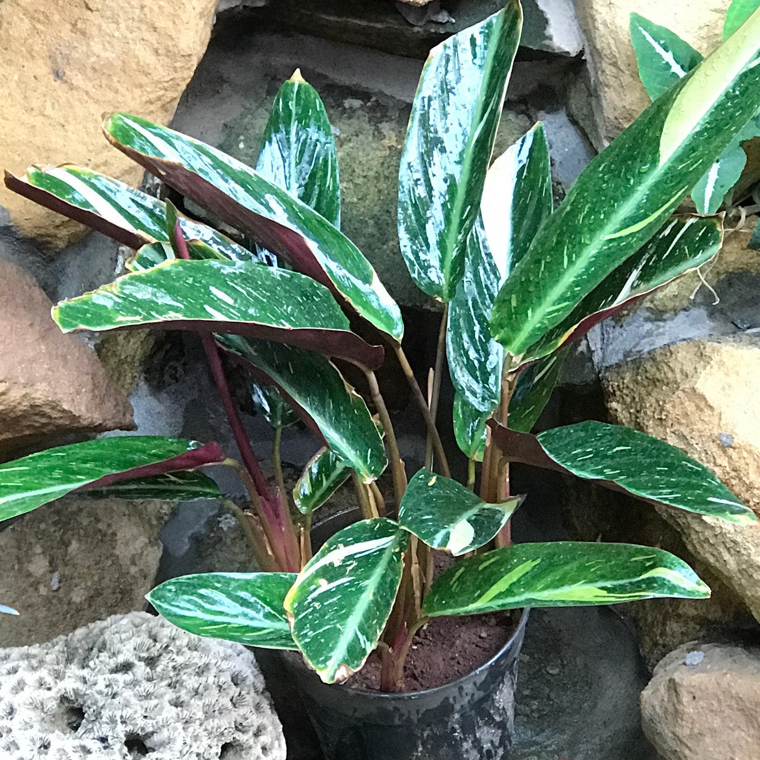  Calathea Picturata Vandenheckei Plant
