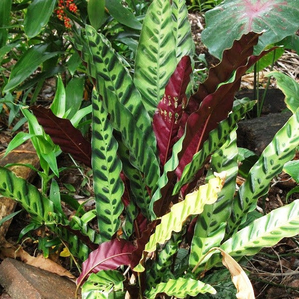  Calathea Insignis Plant