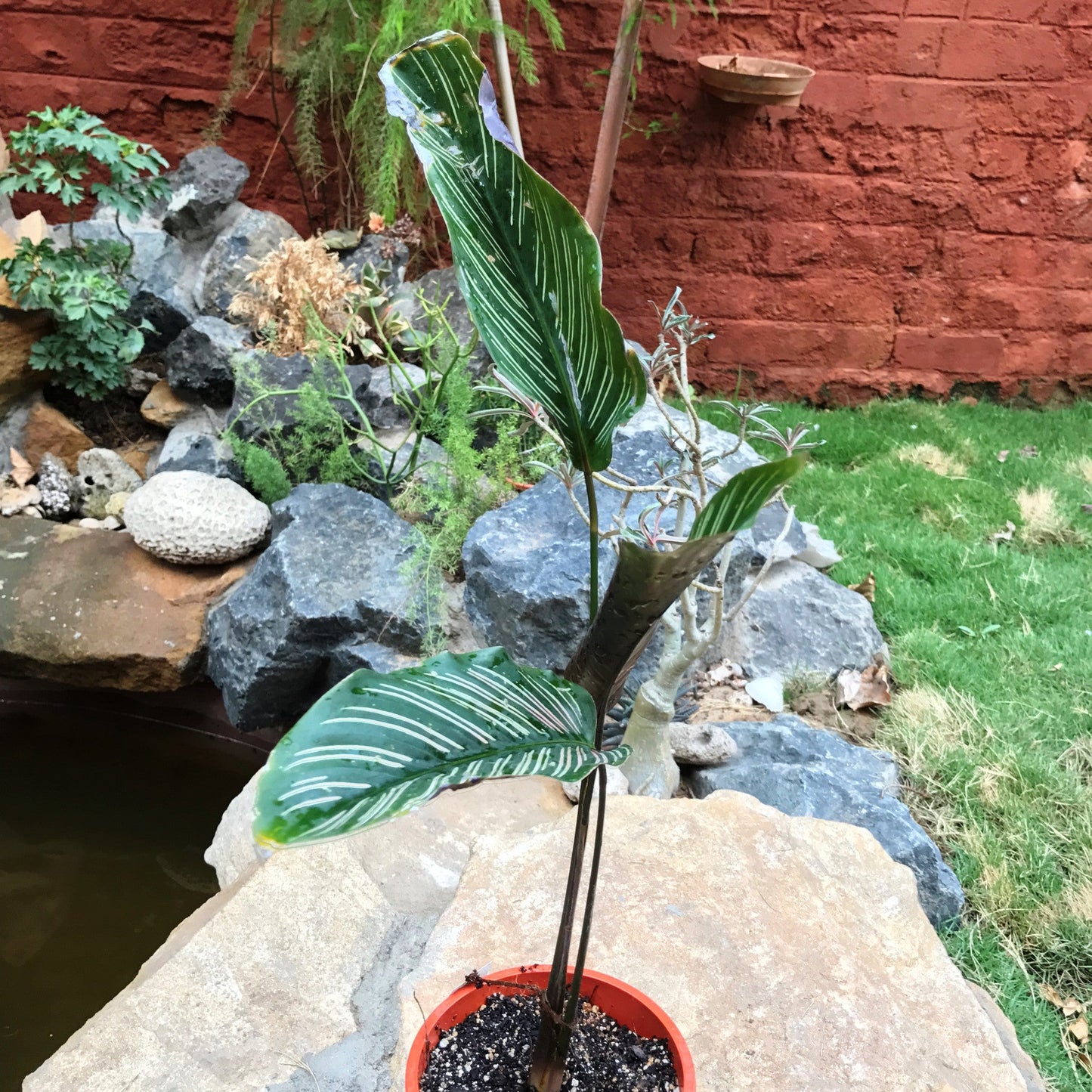  Calathea Ornata Sanderiana Plant