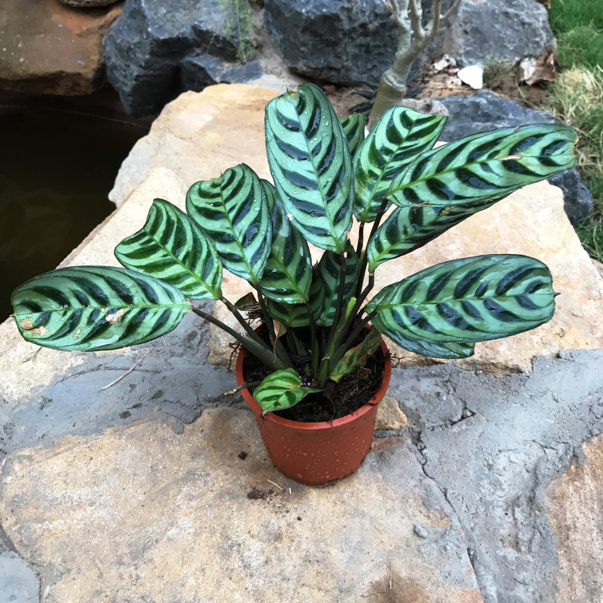  Calathea Stromata Plant