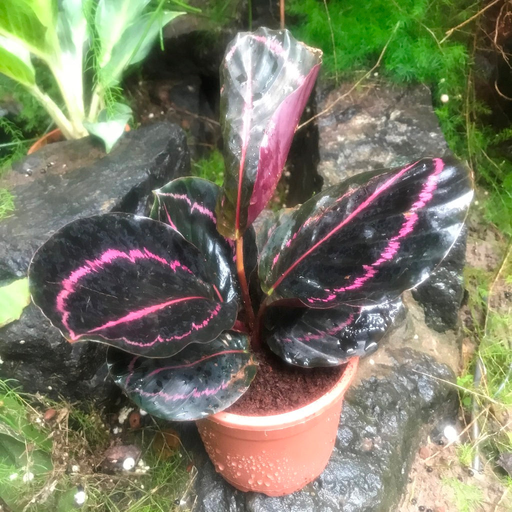  Calathea Roseopicta Dottie Plant