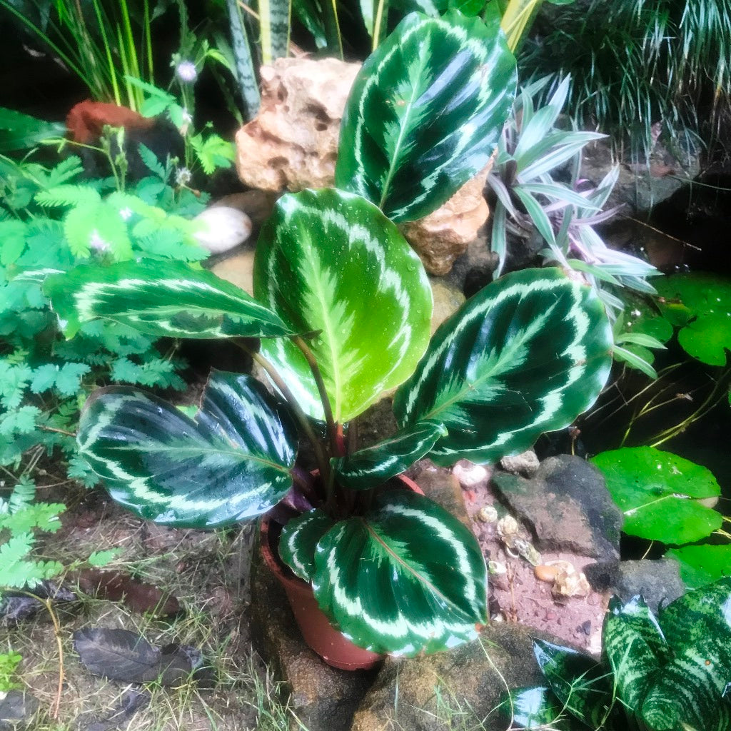  Calathea Roseopicta Medallion Plant