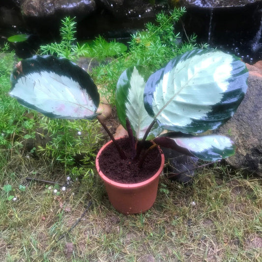  Calathea Roseopicta Corona Plant