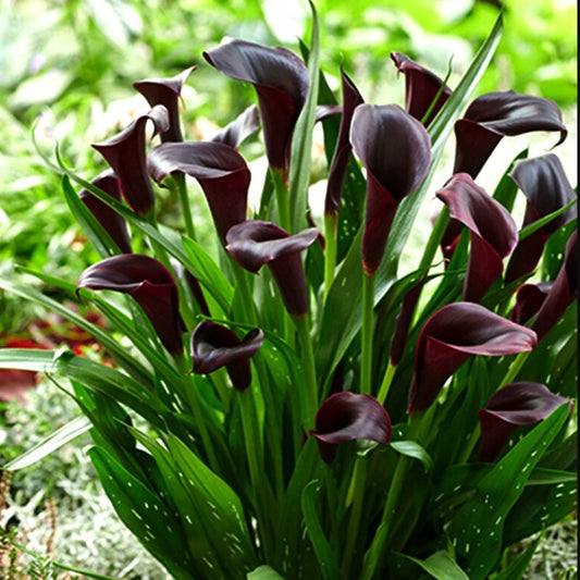  Calla Lily 'Black Star' (Bulbs)