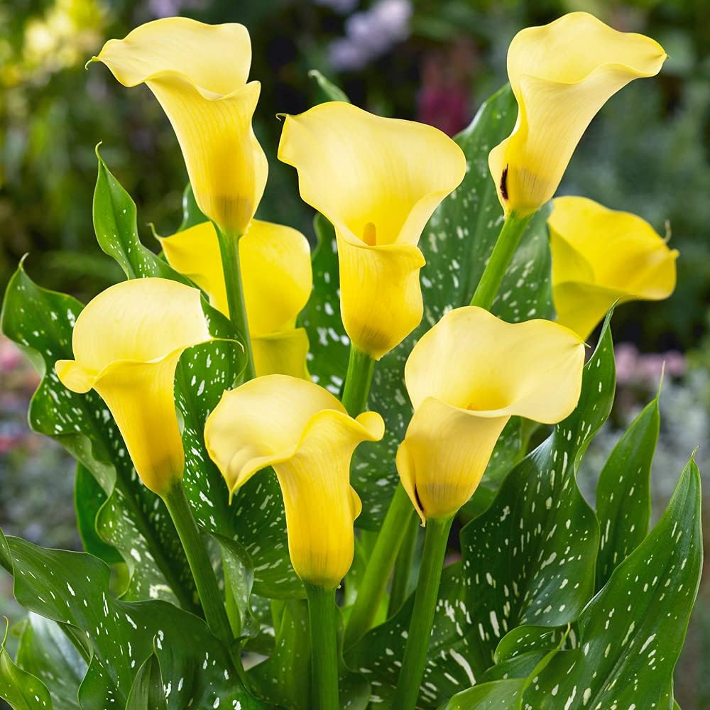  Calla Lily 'Elliottiana' (Bulbs)