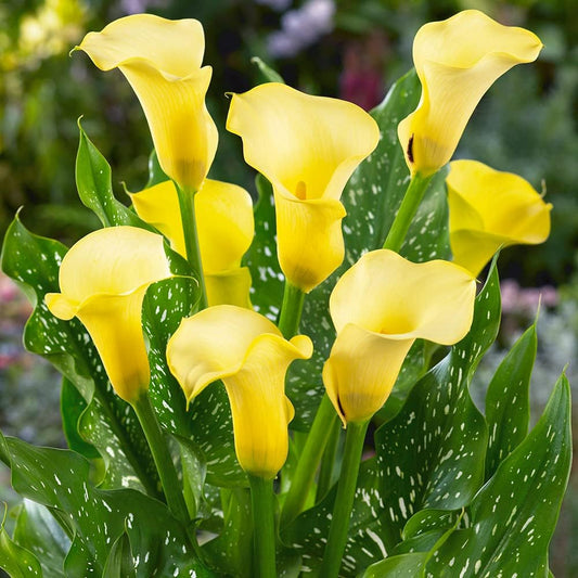  Calla Lily 'Elliottiana' (Bulbs)