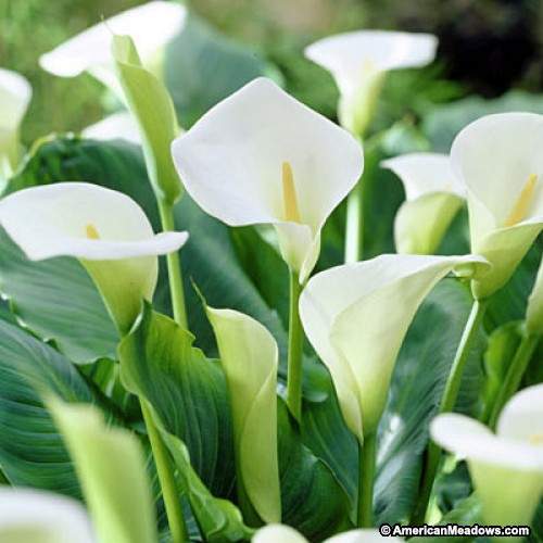  Calla Lily 'Aethiopica' (Bulbs)