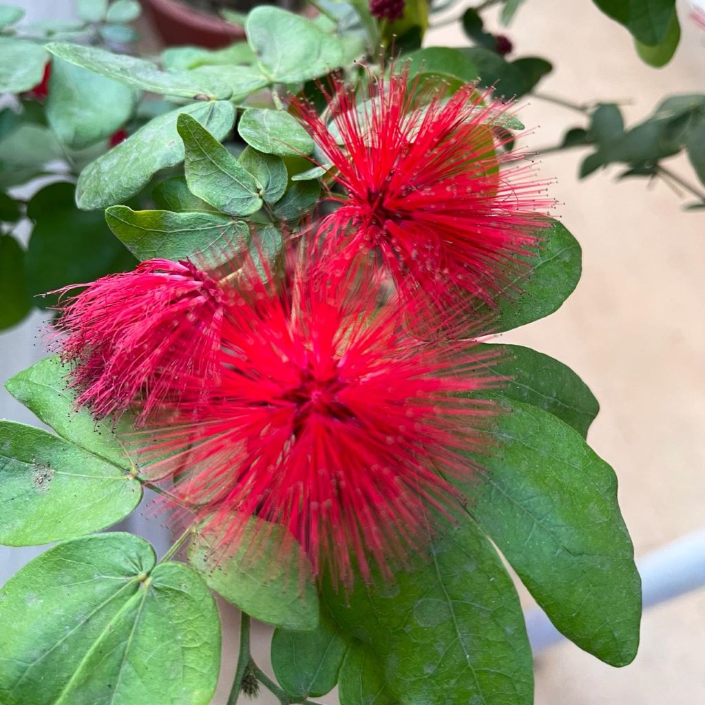  Calliandra Haematocephala Hassk. Plant