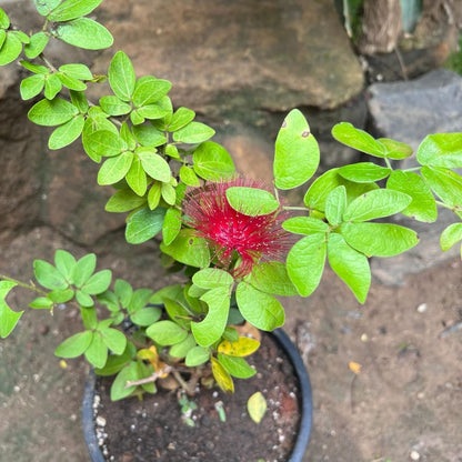  Calliandra Haematocephala Hassk. Plant