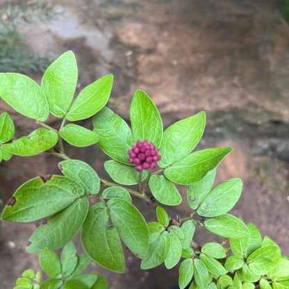  Calliandra Haematocephala Hassk. Plant