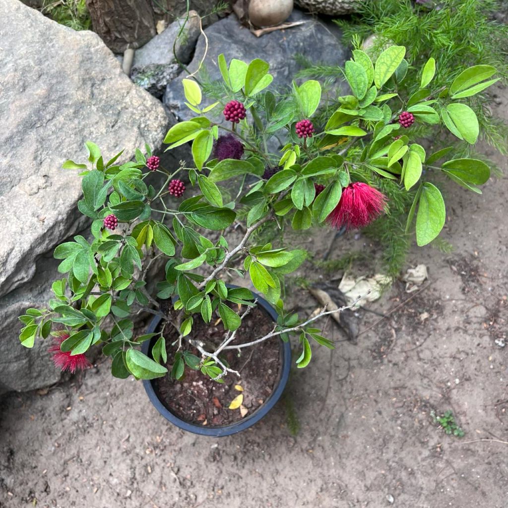  Calliandra Haematocephala Hassk. Plant