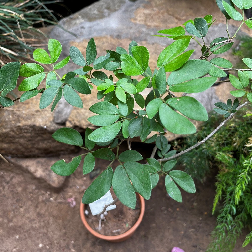  Calliandra Tergemina Var. Emarginata Plant