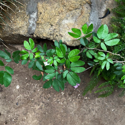  Calliandra Tergemina Var. Emarginata Plant