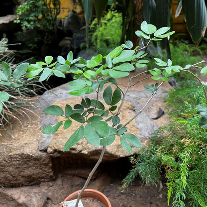  Calliandra Tergemina Var. Emarginata Plant