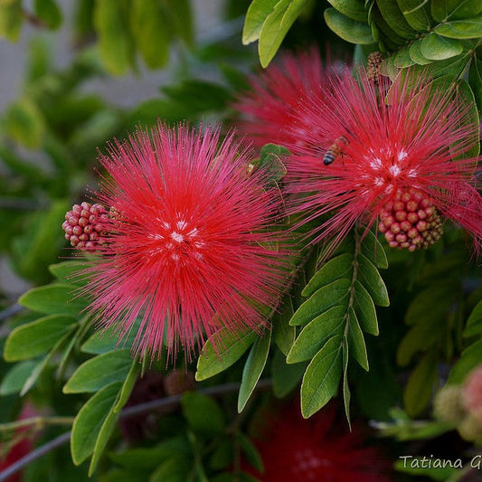  Calliandra Haematocephala Hassk. Plant