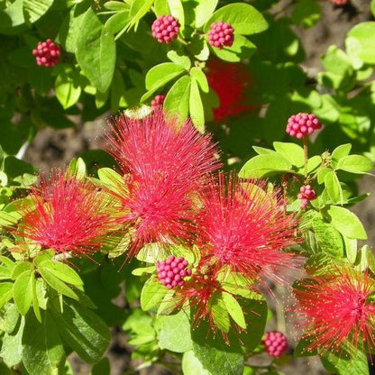  Calliandra Tergemina Var. Emarginata Plant