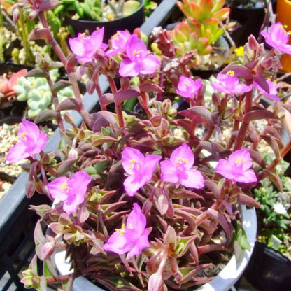  Tradescantia Navicularis Succulent Plant