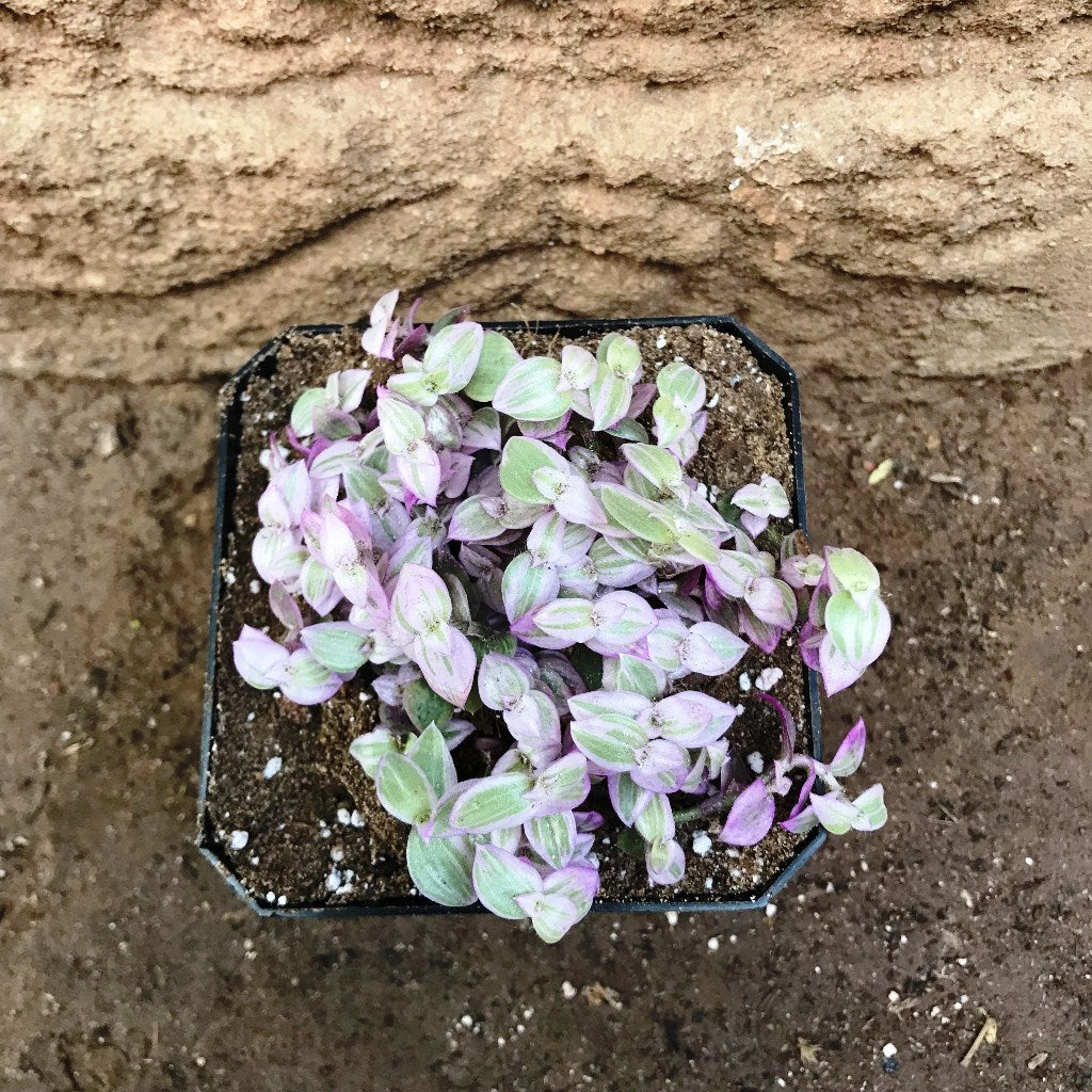  Callisia Repens Pink Lady Plant