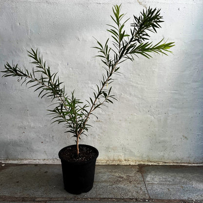  Callistemon Citrinus BottleBrush Plant