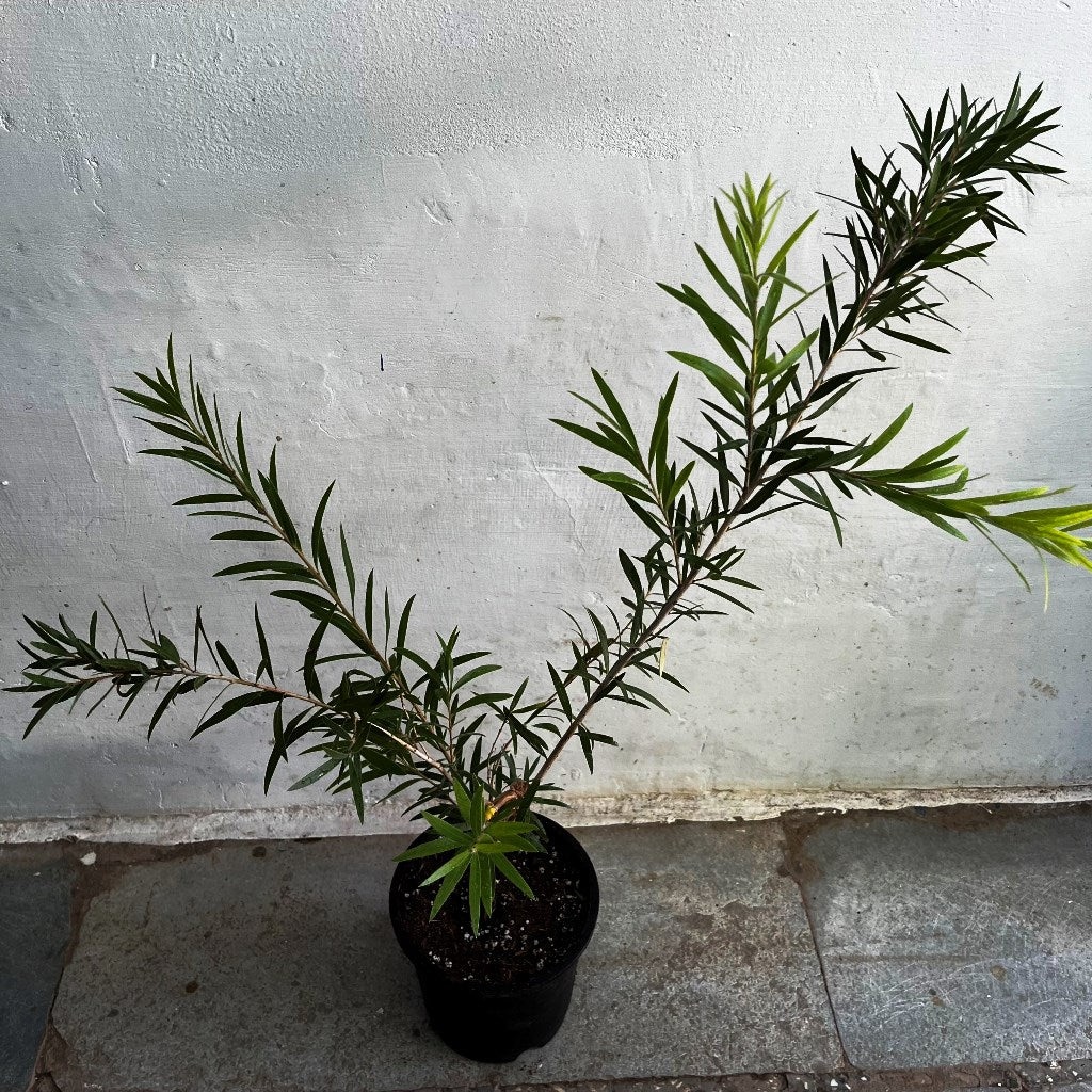  Callistemon Citrinus BottleBrush Plant