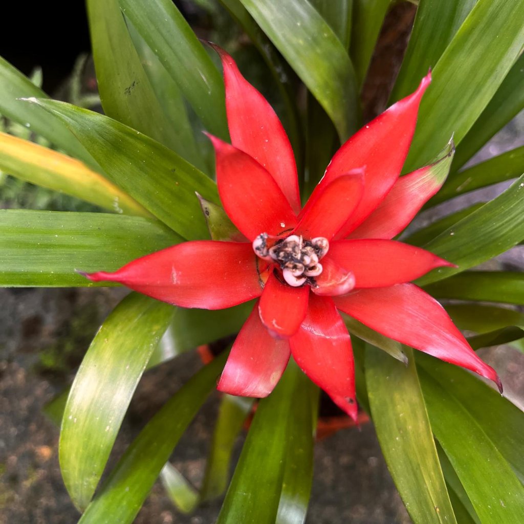  Canistropsis Billbergioides Plant