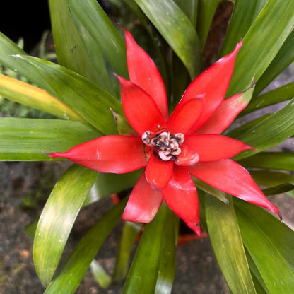  Canistropsis Billbergioides Plant