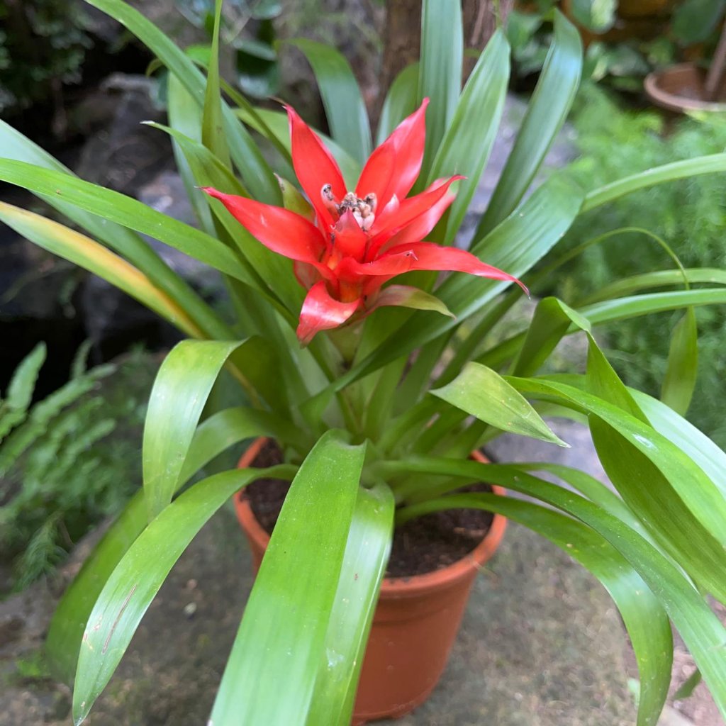  Canistropsis Billbergioides Plant