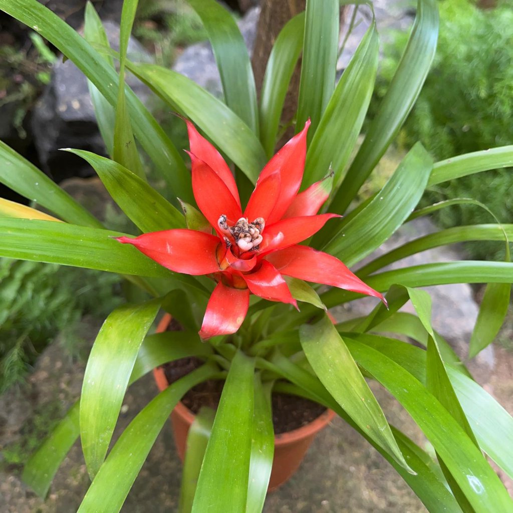  Canistropsis Billbergioides Plant