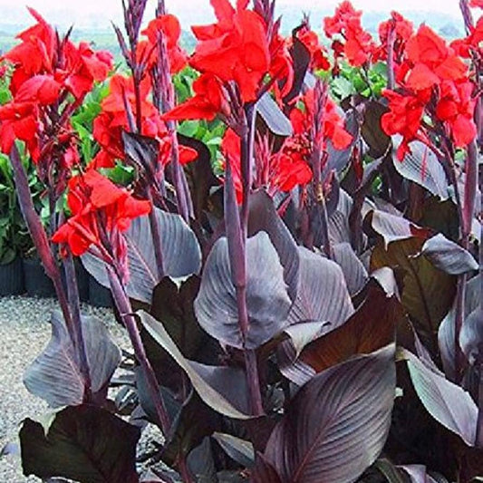  Canna Red King Humbert (Rhizomes)