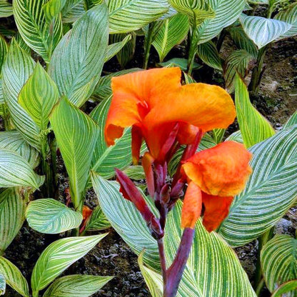  Canna Bengal Tiger (Rhizomes)