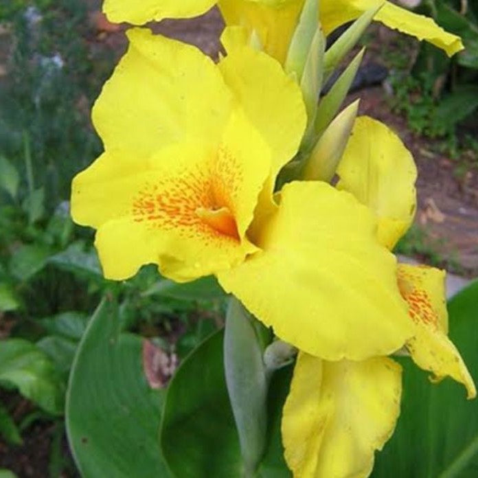  Canna Carol Yellow (Rhizomes)