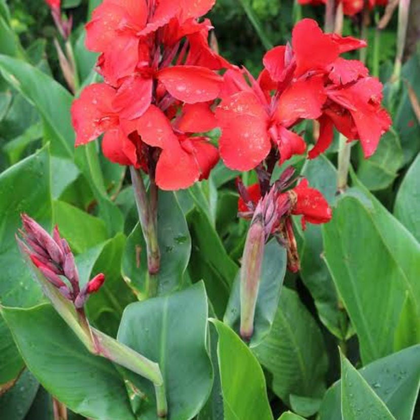 Canna Coccinea Red (Rhizomes)