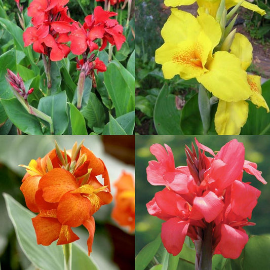  Canna Lily Combo Mix (Rhizomes)