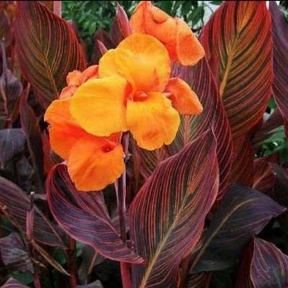  Canna Durban (Rhizomes)