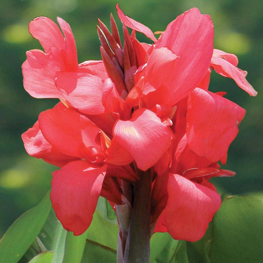  Canna Pink Magic (Rhizomes)