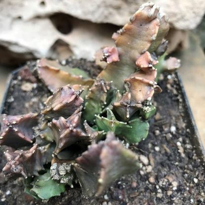  Caralluma Hexagona Succulent Plant