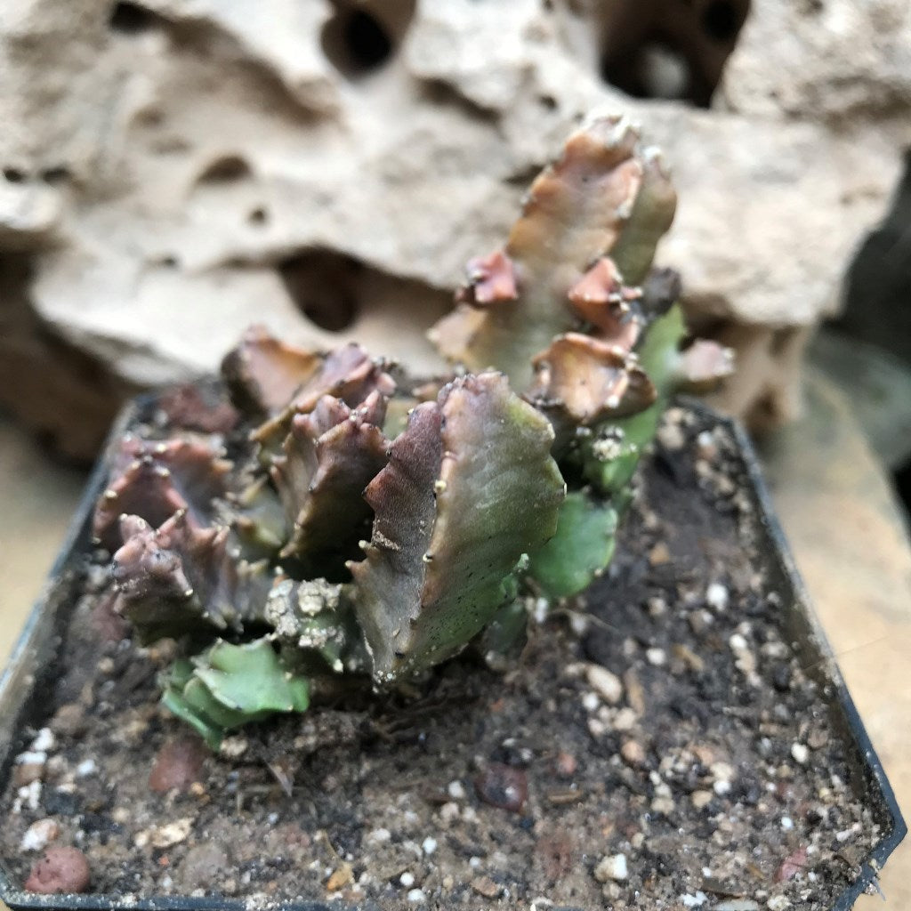  Caralluma Hexagona Succulent Plant