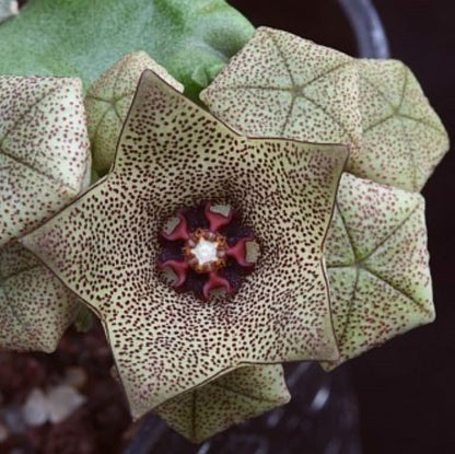  Caralluma Hexagona Succulent Plant