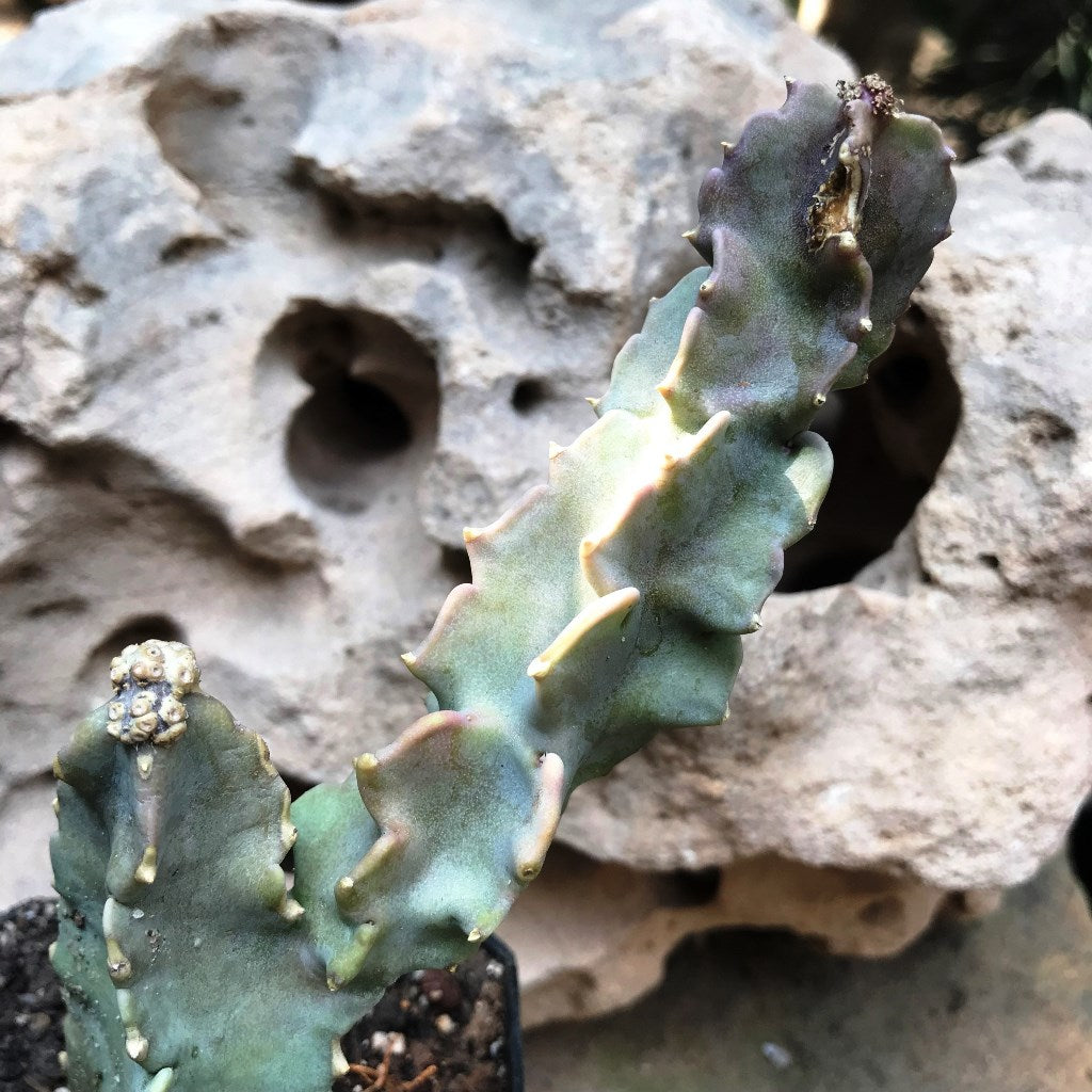  Caralluma Stalagmifera Succulent Plant