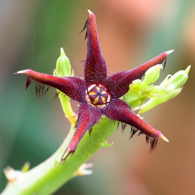  Caralluma Stalagmifera Succulent Plant