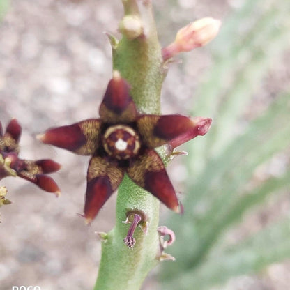  Carlluma Fimbriata Succulent Plant