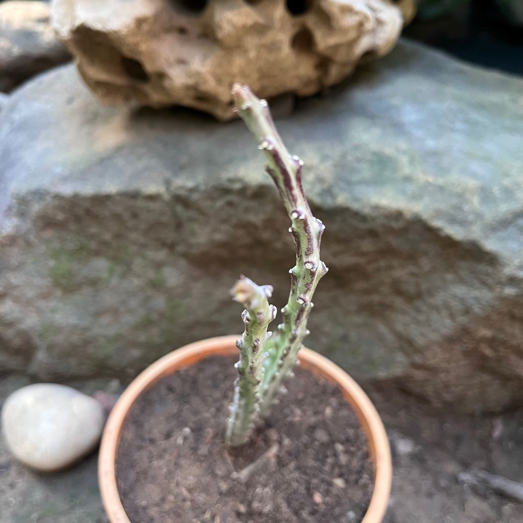  Carlluma Fimbriata Succulent Plant