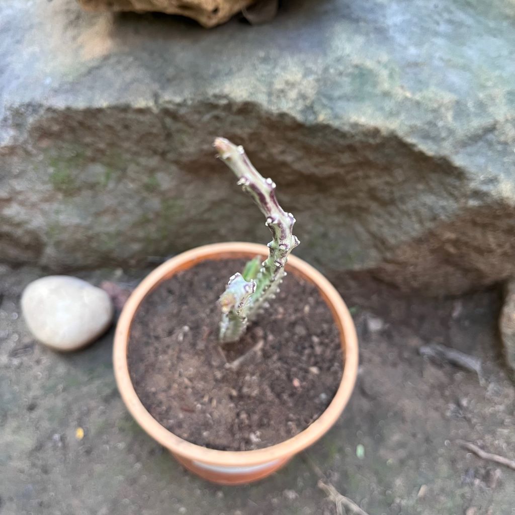  Carlluma Fimbriata Succulent Plant