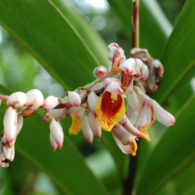  Malabar Cardamom Elaichi Plant