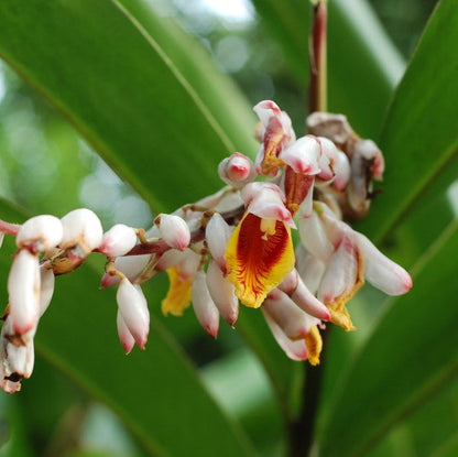  Malabar Cardamom Elaichi Plant