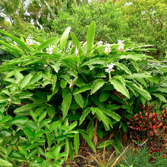  Malabar Cardamom Elaichi Plant