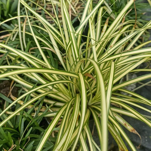  Carex Ornithopoda 'Variegata' Plant