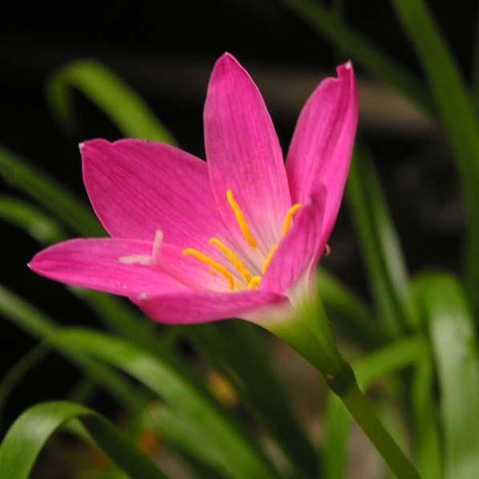  Rain Lily 'Carinata' (Bulbs)