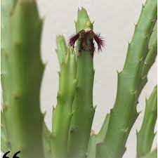  Carlluma Fimbriata Succulent Plant