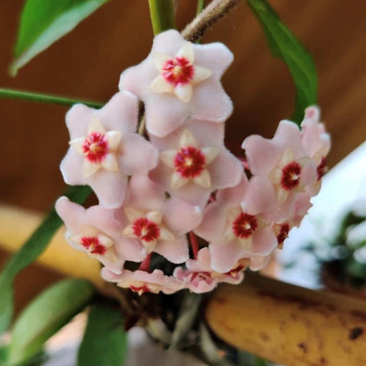 Hoya Carnosa Pink Plant